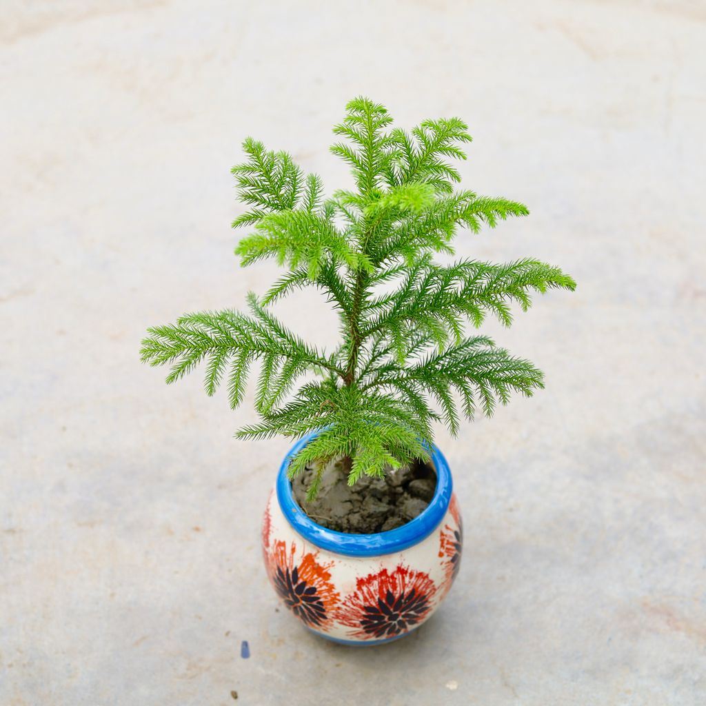 Araucaria / Christmas Tree in 6 Inch Matki Designer Ceramic Pot (Any Colour) (Any Design)