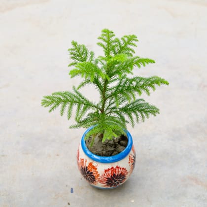 Buy Araucaria / Christmas Tree in 6 Inch Matki Designer Ceramic Pot (Any Colour) (Any Design) Online | Urvann.com