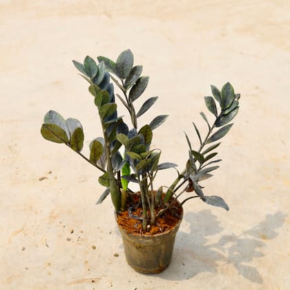 Buy Zz Black in 5 Inch Nursery Pot Online | Urvann.com