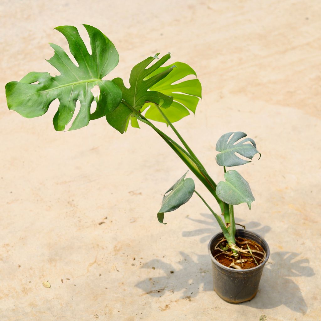 Monstera Broken Heart in 5 Inch Nursery Pot