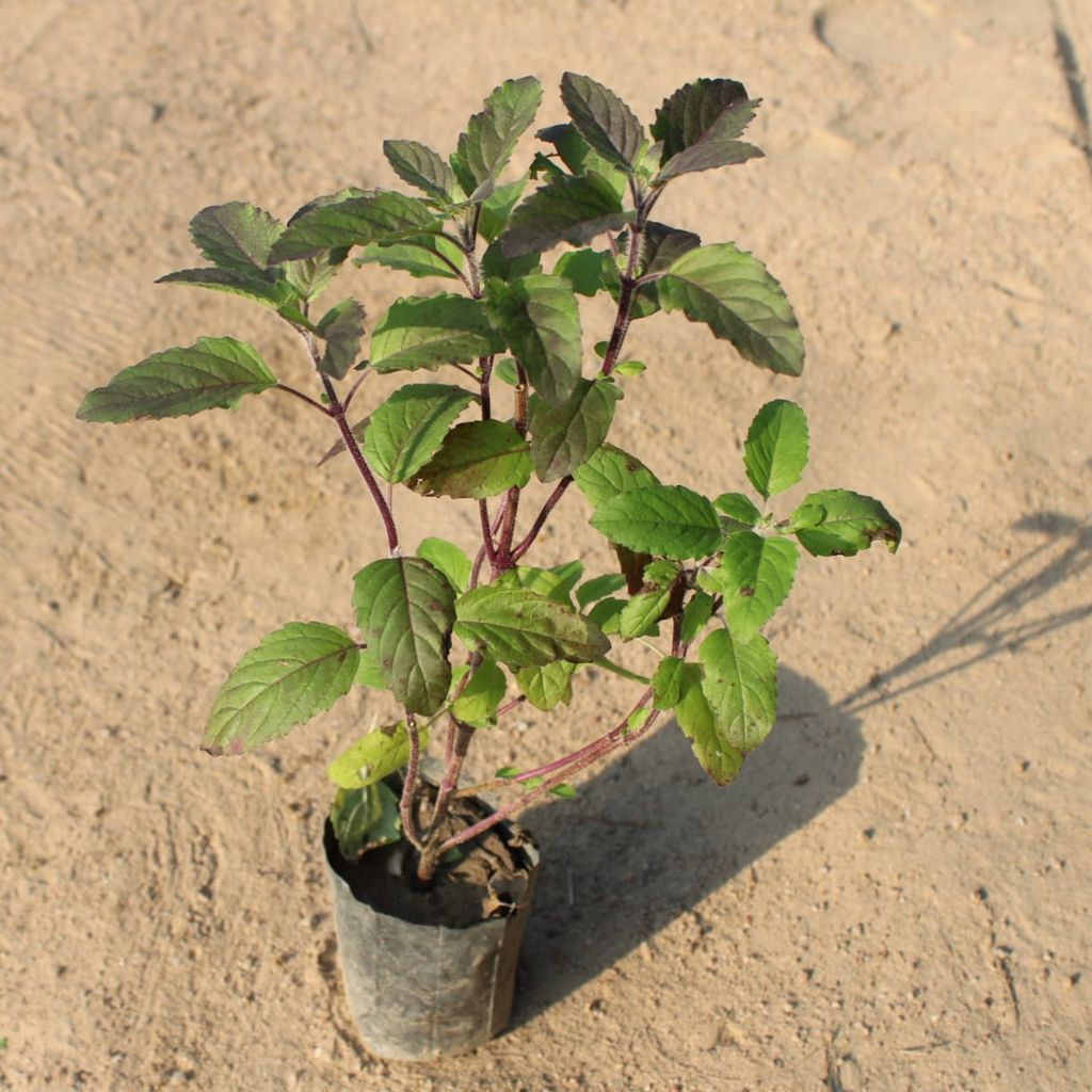 Shyama Tulsi in 4 Inch Nursery Bag