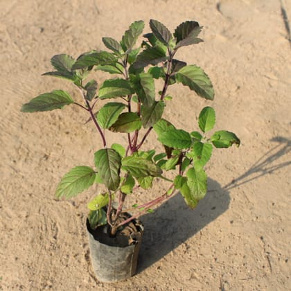 Buy Shyama Tulsi in 4 Inch Nursery Bag Online | Urvann.com