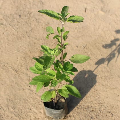 Buy Rama Tulsi in 4 Inch Nursery Bag Online | Urvann.com