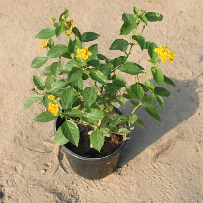 Buy Lantana Yellow in 5 Inch Nursery Pot Online | Urvann.com