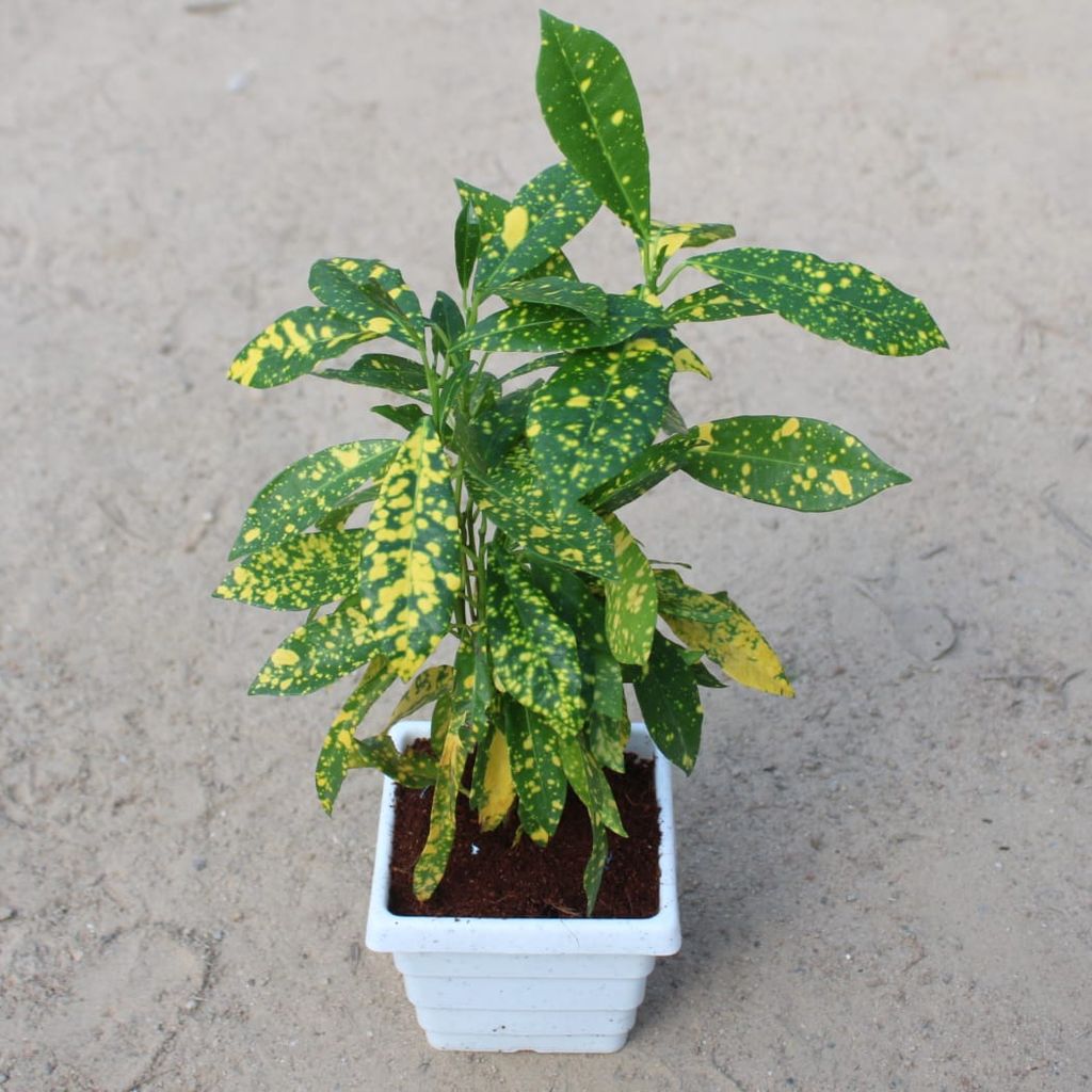 Baby Croton Gold Star in 4 Inch White Marble Premium Square Plastic Pot