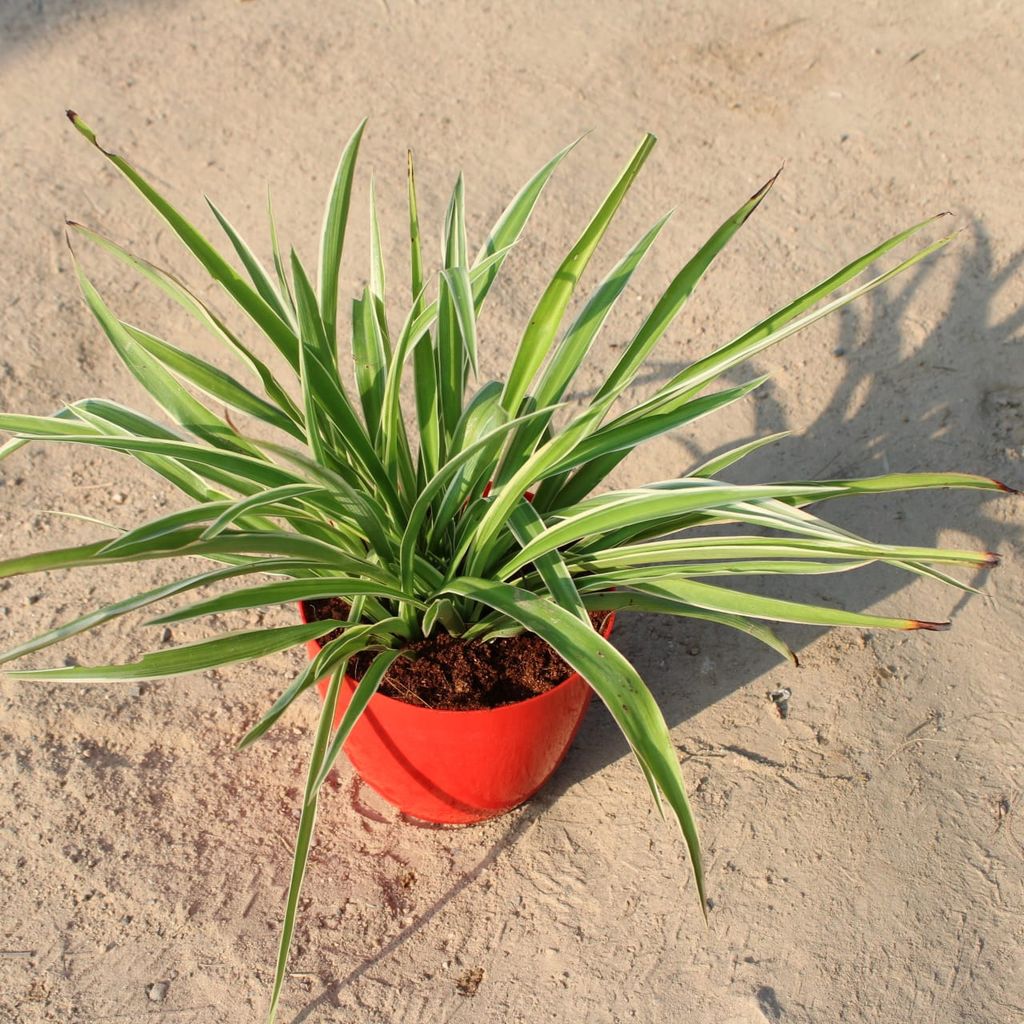 Spider Big Bushy in 6 Inch Red Premium Orchid Round Plastic Pot