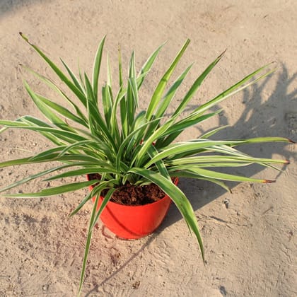 Buy Spider Big Bushy in 6 Inch Red Premium Orchid Round Plastic Pot Online | Urvann.com