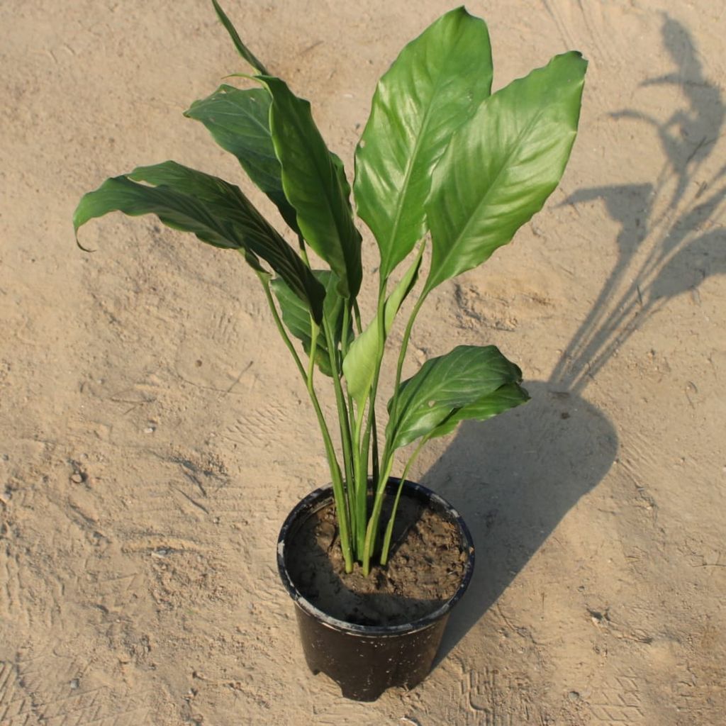 Peace Lily (~ 1 Ft) in 6 Inch Nursery Pot