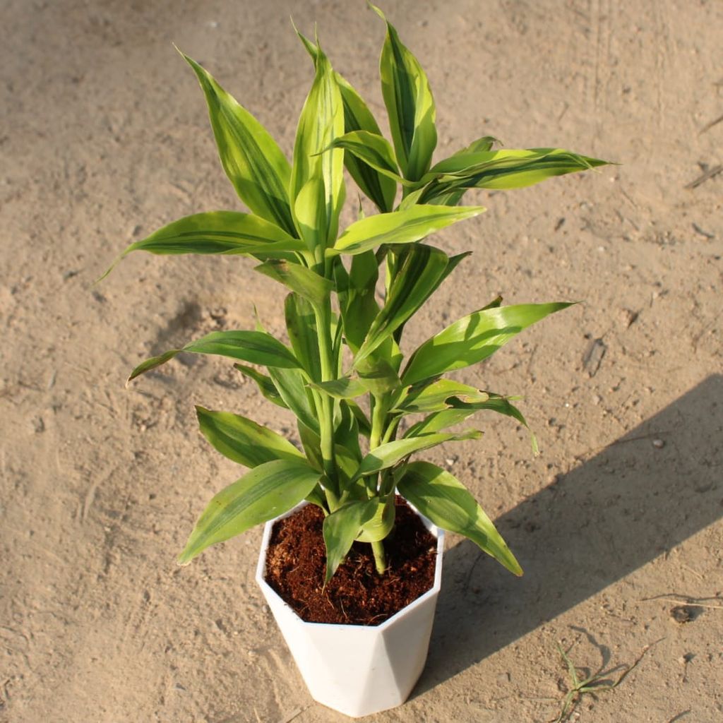 Lucky Bamboo in 4 Inch White Premium Diamanti Plastic Pot