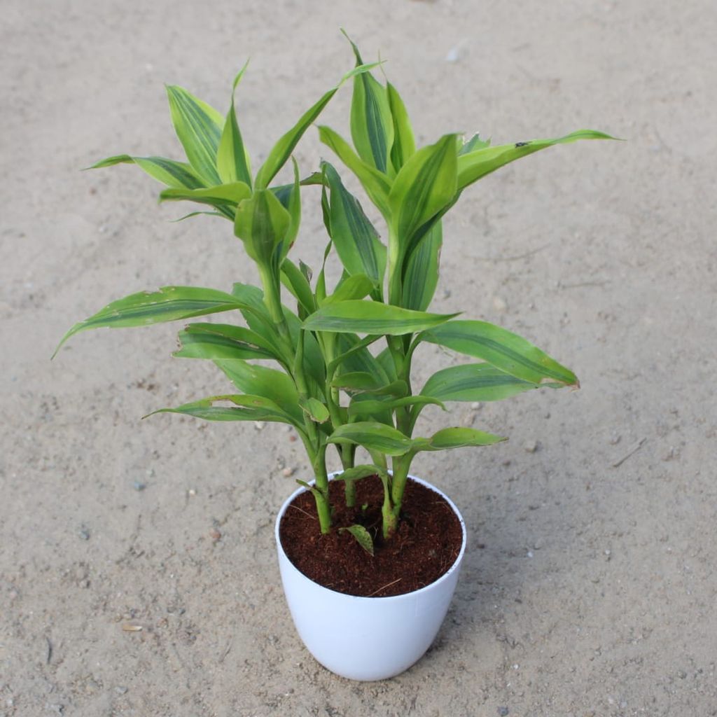 Lucky Bamboo in 4 Inch White Premium Orchid Round Plastic Pot