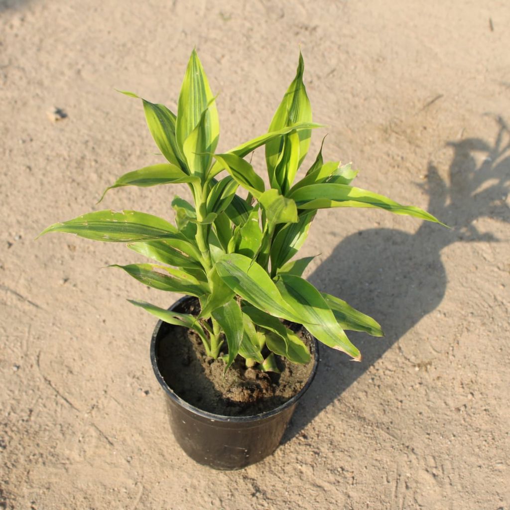 Golden Lucky Bamboo in 5 Inch Nursery Pot