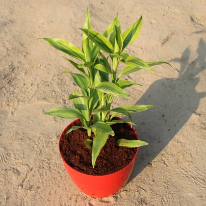 Buy Golden Lucky Bamboo in 6 Inch Red Premium Orchid Round Plastic Pot Online | Urvann.com