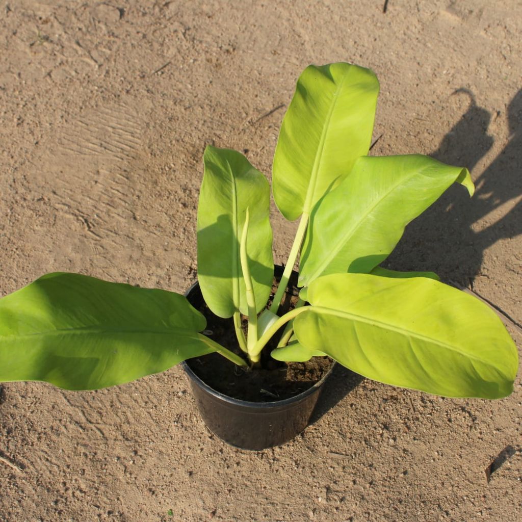 Philodendron Golden Big Leaf in 5 Inch Nursery Pot