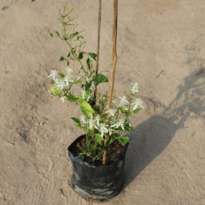 Buy Clematis Vine / Ranjai Bel in 5 Inch Nursery Bag Online | Urvann.com