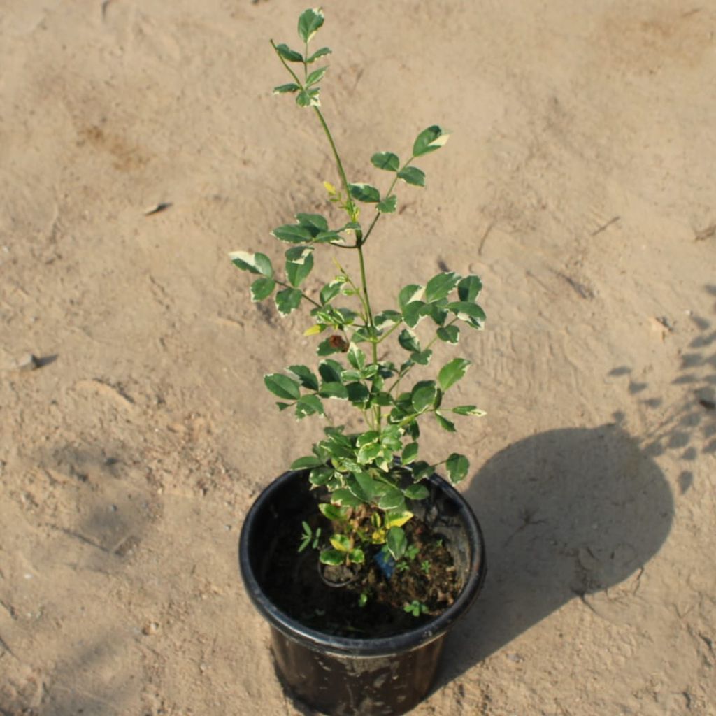 Tecoma Variegated Vine in 8 Inch Nursery Pot