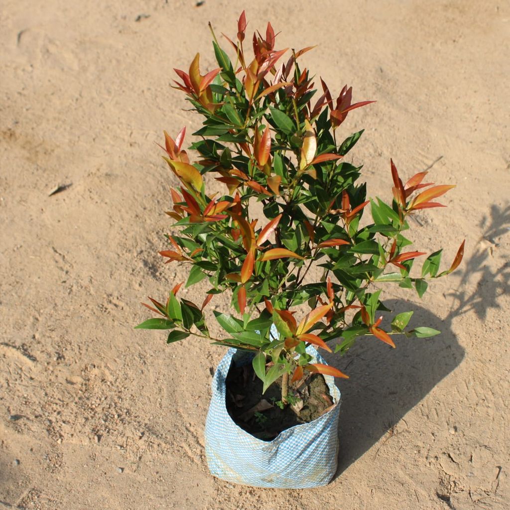 Syzygium / Christina Ficus in 7 Inch Nursery Bag