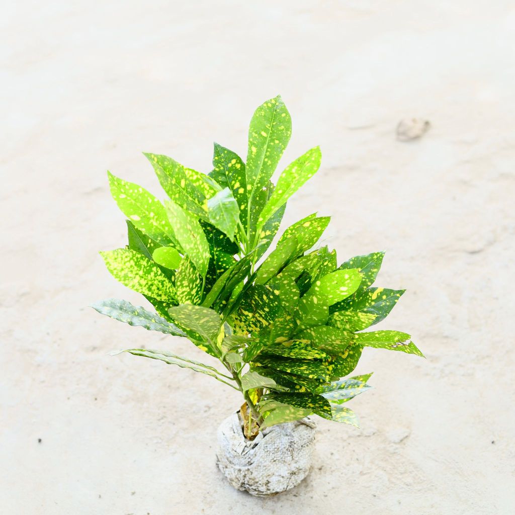 Baby Croton in 5 Inch Nursery Bag