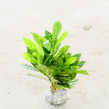 Baby Croton in 5 Inch Nursery Bag