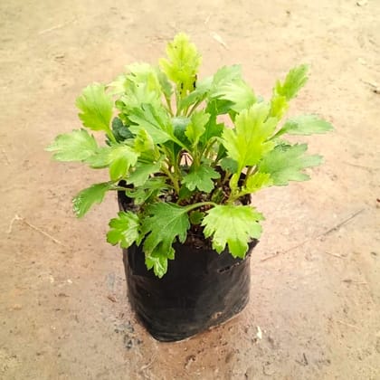 Chrysanthemum / Guldaudi Sapling (any colour) in 4 Inch Nursery Bag