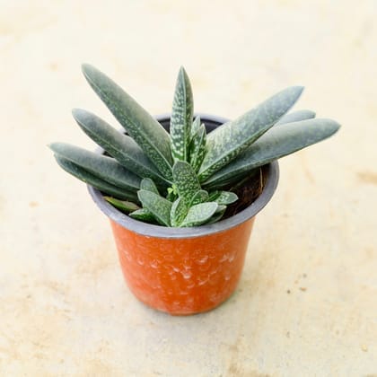 Gasteria Succulent in 4 Inch Nursery pot