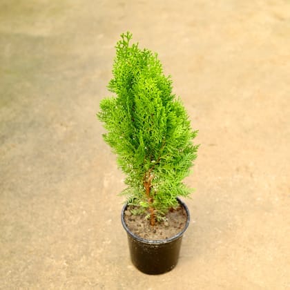 Golden Morpankhi / Thuja in 6 Inch Nursery Pot