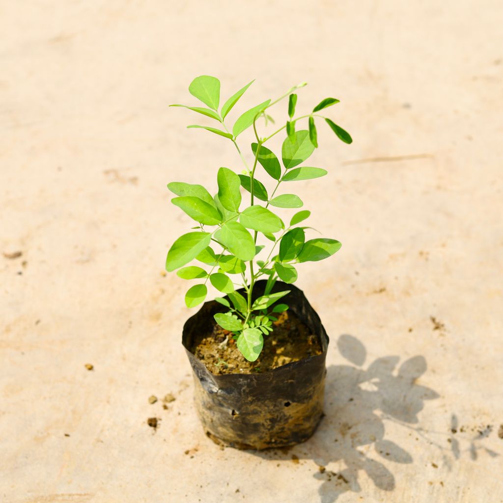 Aparajita / Asian Pigeonwings (Any Colour) in 4 Inch Nursery Bag