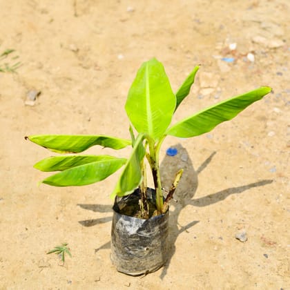 Buy Banana in 6 Inch Nursery Bag Online | Urvann.com