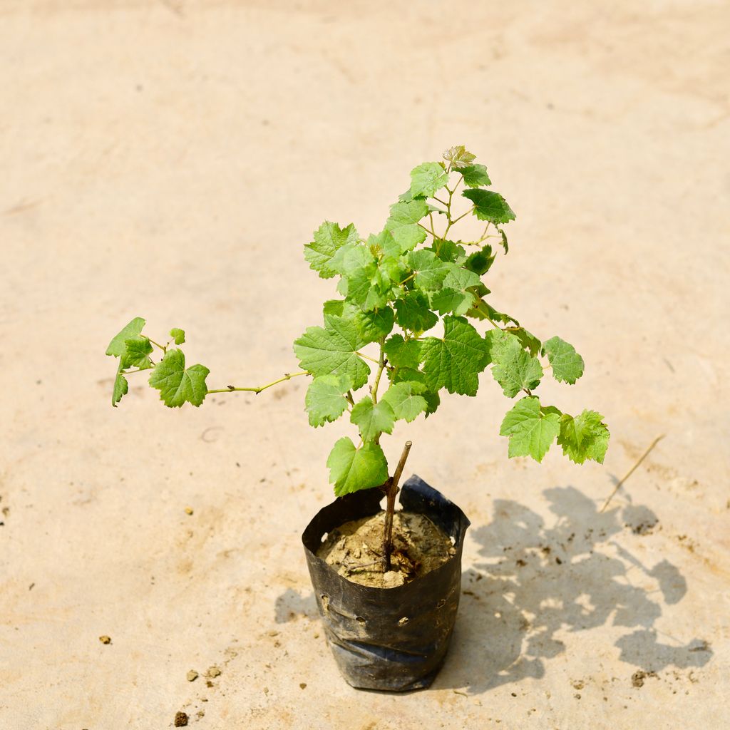 Angoor / Grape Bel in 4 Inch Nursery Bag