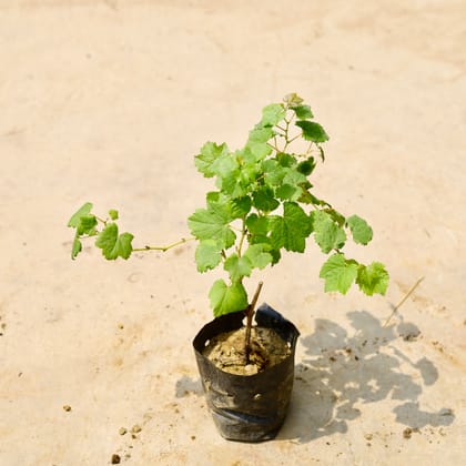 Buy Angoor / Grape Bel in 4 Inch Nursery Bag Online | Urvann.com