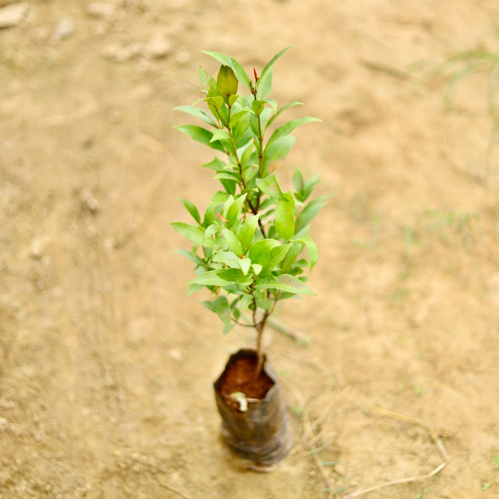 Syzygium / Christina Ficus in 4 Inch Nursery Bag