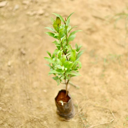 Buy Syzygium / Christina Ficus in 4 Inch Nursery Bag Online | Urvann.com