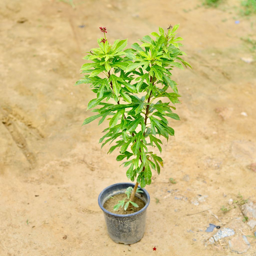 Jatropha / Sundar Rupa Variegated in 6 Inch Nursery Pot