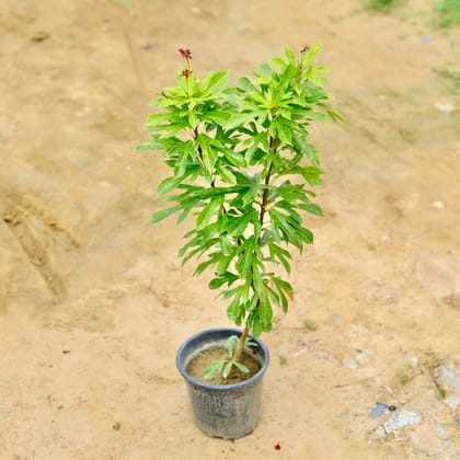 Buy Jatropha / Sundar Rupa Variegated in 6 Inch Nursery Pot Online | Urvann.com