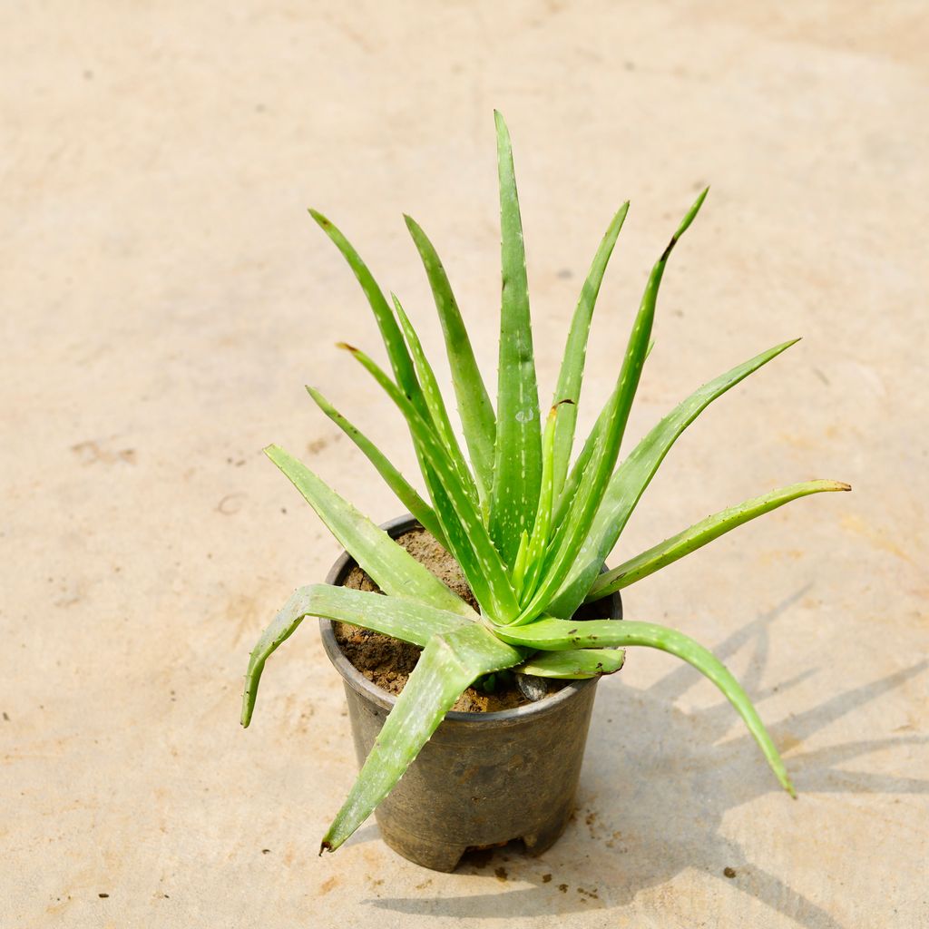 Aloevera in 6 Inch Nursery Pot