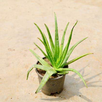 Buy Aloevera in 6 Inch Nursery Pot Online | Urvann.com