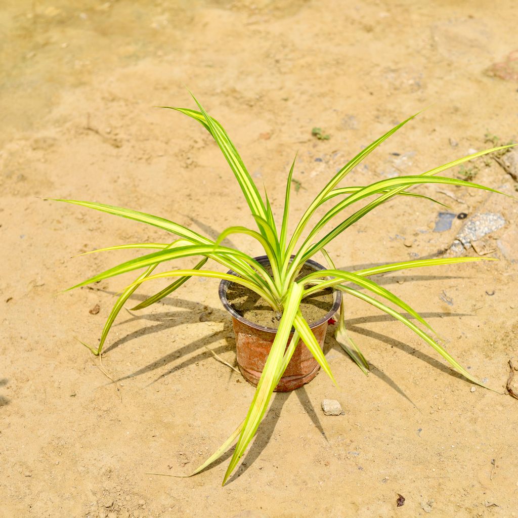 Pandanus Golden in 6 Inch Nursery Pot