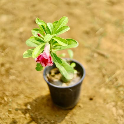 Buy Adenium (Any Colour) in 4 Inch Nursery Pot Online | Urvann.com