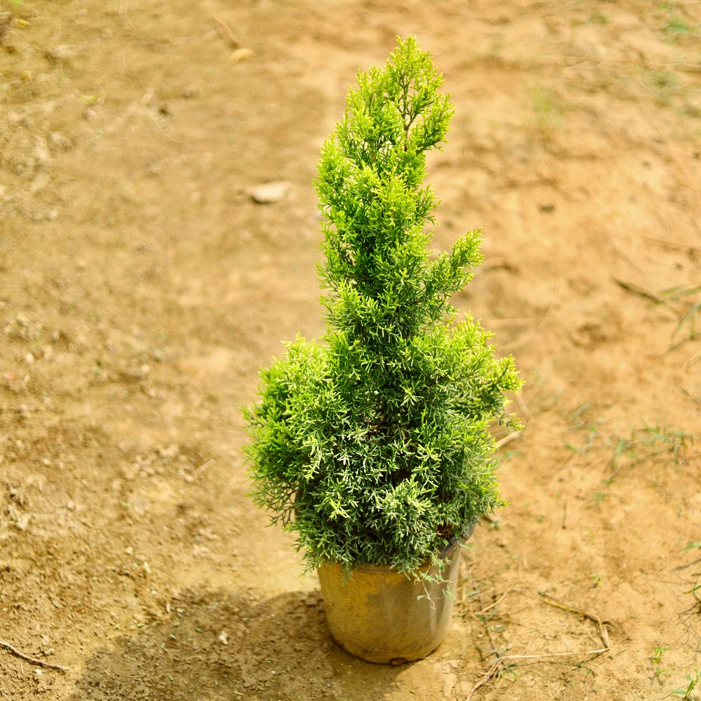 Golden Cypress in 8 Inch Nursery Pot