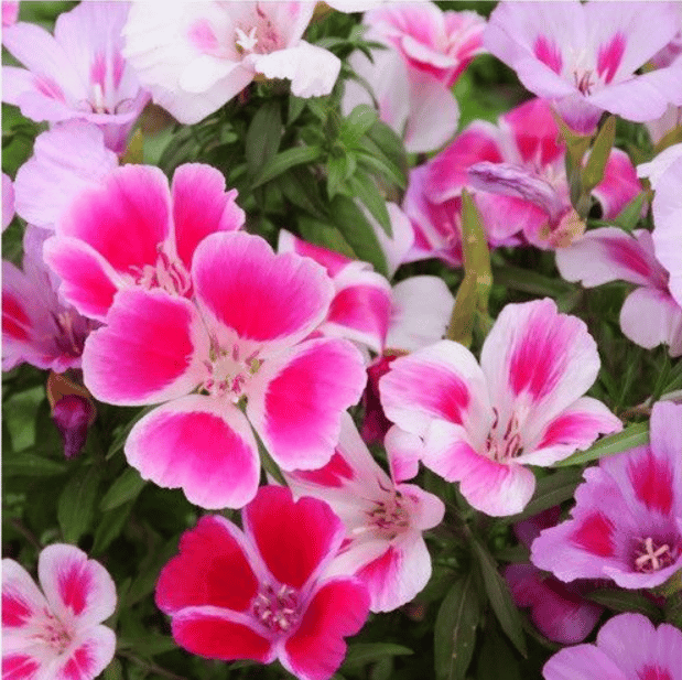 Clarkia Mix Flowers seeds - Excellent Germination