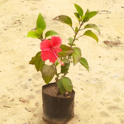 Hibiscus / Gudhal (any colour) in 6 Inch Nursery bag