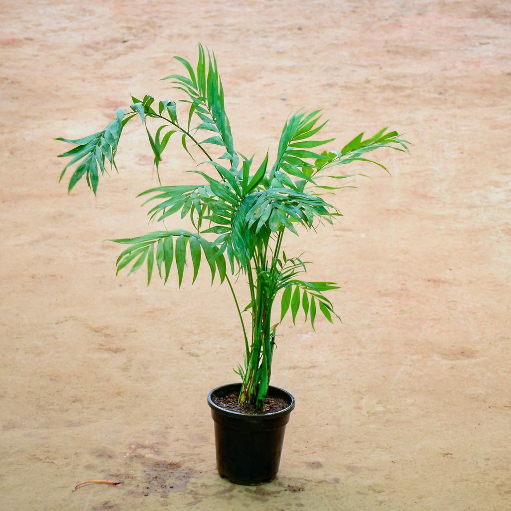 Chamandora Palm in 6 Inch Nursery Pot