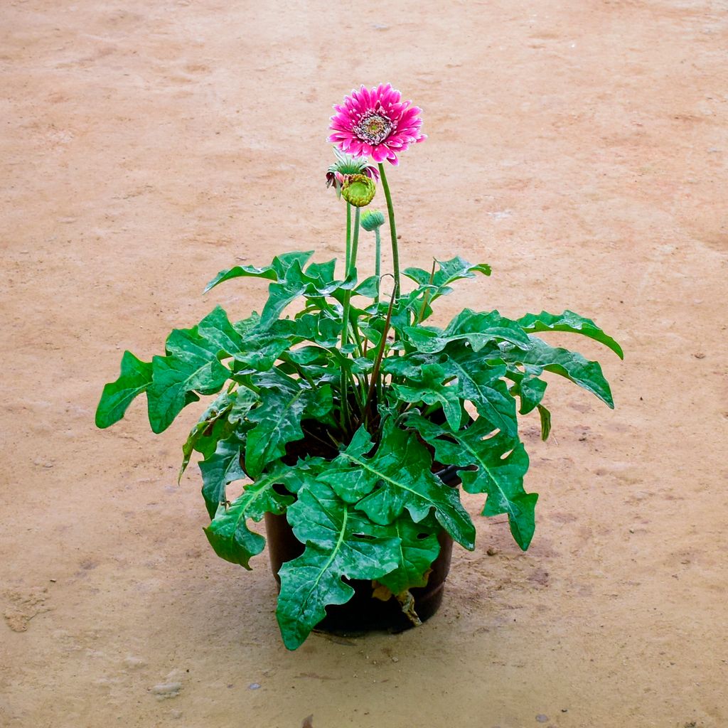 Gerbera Pink in 10 Inch Nursery Pot