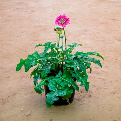 Buy Gerbera Pink in 10 Inch Nursery Pot Online | Urvann.com