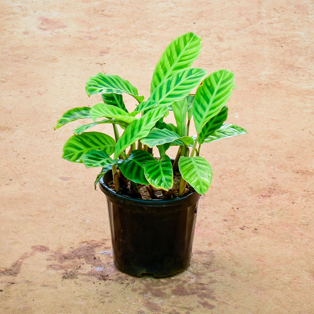 Calathea Zebrina in 10 Inch Nursery Pot