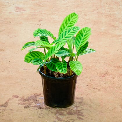 Buy Calathea Zebrina in 10 Inch Nursery Pot Online | Urvann.com