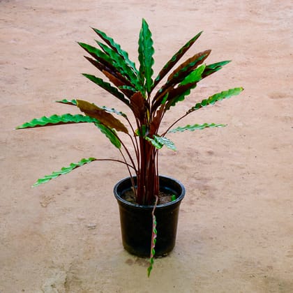 Buy Calathea Rufibarba in 10 Inch Nursery Pot Online | Urvann.com