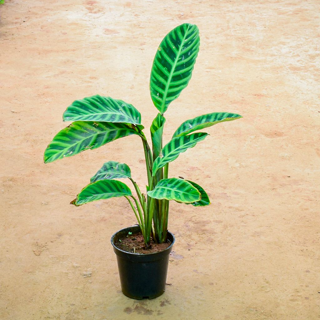 Calathea Zebrina in 6 Inch Nursery Pot