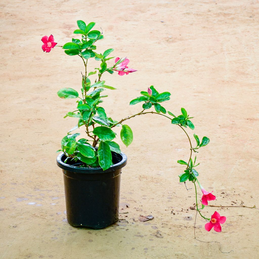 Mandevilla (Any Colour) in 8 Inch Nursery Pot