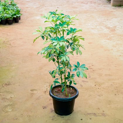 Buy Schefflera Variegated in 10 Inch Nursery Pot Online | Urvann.com