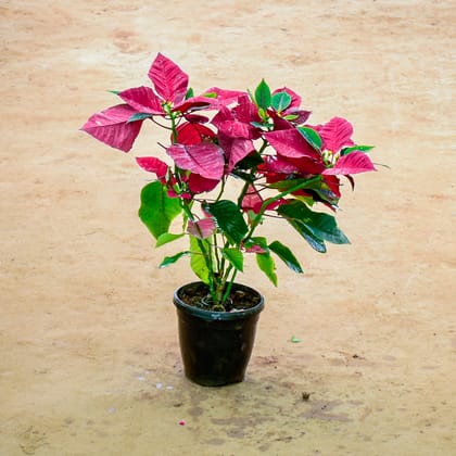 Buy Poinsettia / Christmas Flower Red in 6 Inch Nursery Pot Online | Urvann.com